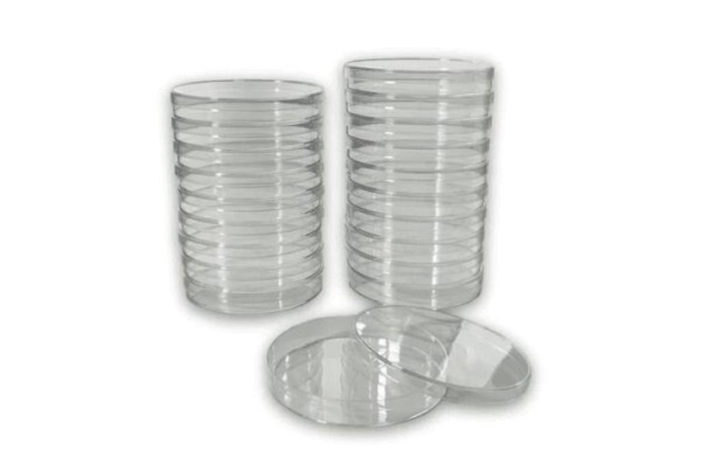Petri Dish Agar Culture Mushroom