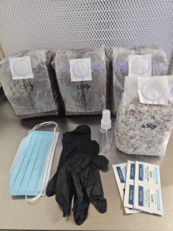 DIY Mushroom Growing Kit UK – Grow Lion’s Mane & Oyster Mushrooms at Home